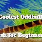 Coolest Oddball Fish for Beginners