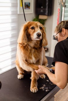 Picking the perfect groomer for your pooch