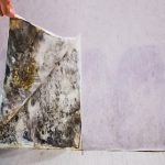 Mould Growth Speed: Essential Insights Post Water Damage