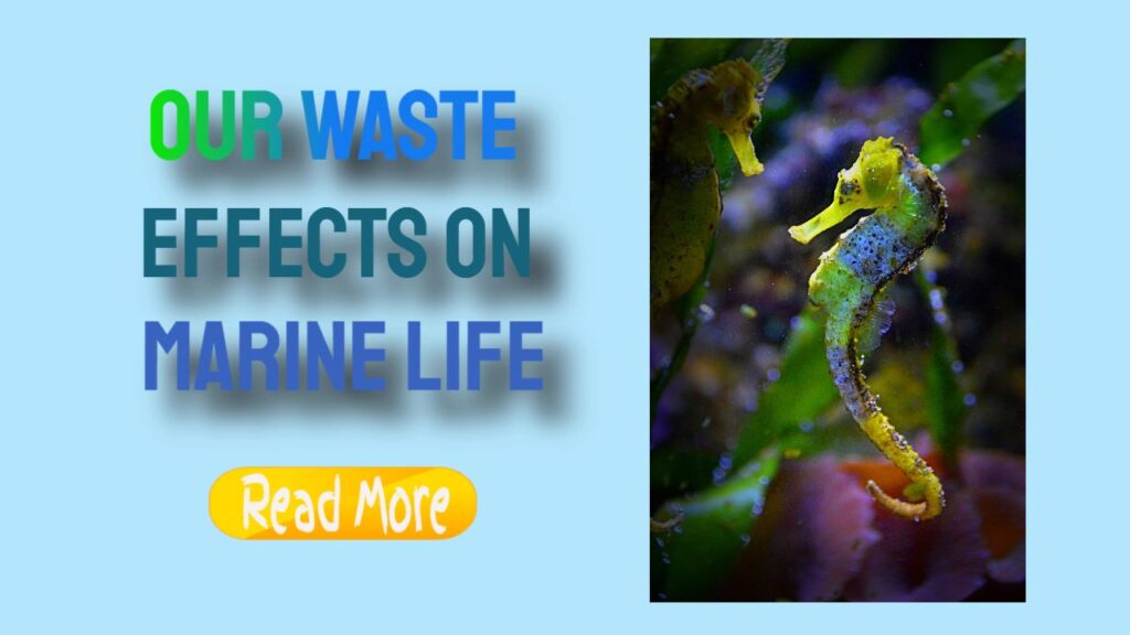 Waste’s Impact on Marine Life and Ecosystems