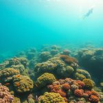 Scuba Diving Adventures Await in Belize’s Pristine Waters