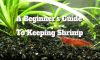 Shrimp Care Guide: Essential Tips for Beginners