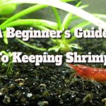 Shrimp Care Guide: Essential Tips for Beginners