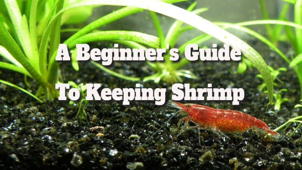 Shrimp Care Guide: Essential Tips for Beginners