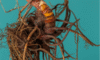 Supplements for Menopause: Natural Body Support Options