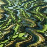 Bellville Golf Club: Explore This Premier Golfing Destination