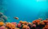 Great Blue Hole Belize: Ultimate Guide to Diving and Snorkeling