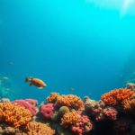 Great Blue Hole Belize: Ultimate Guide to Diving and Snorkeling