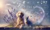 Natural Perfume Alternatives for Pets: Safety First