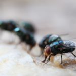 Maggots Extermination Tips for Sydney Homeowners