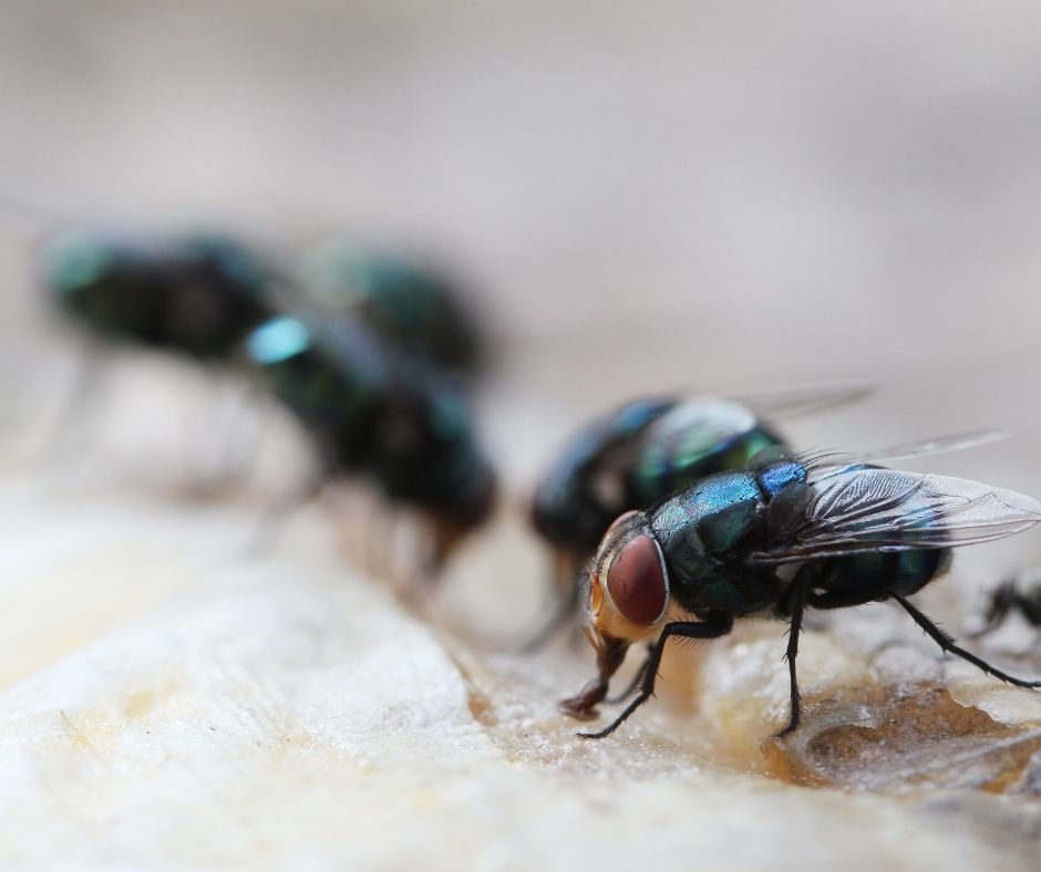 Maggots Extermination Tips for Sydney Homeowners