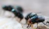 Maggot Extermination Strategies for Sydney Homes