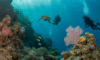 Belize Barrier Reef: Your 2025 Snorkeling and Diving Adventure