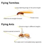 Flying Termites: Importance and How to Respond to Them